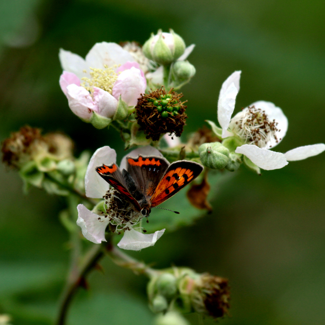 joli petit papillon