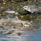 Joli petit Sanderling