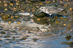 Joli petit Sanderling