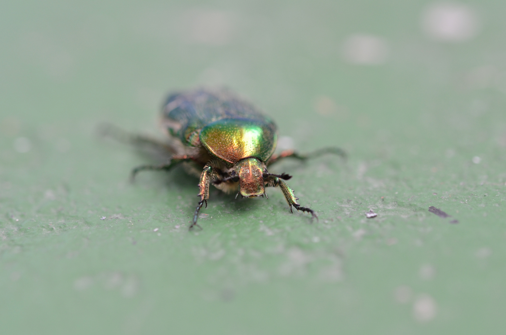 joli scarabe sur mon balcon