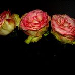 JOLI TRIO