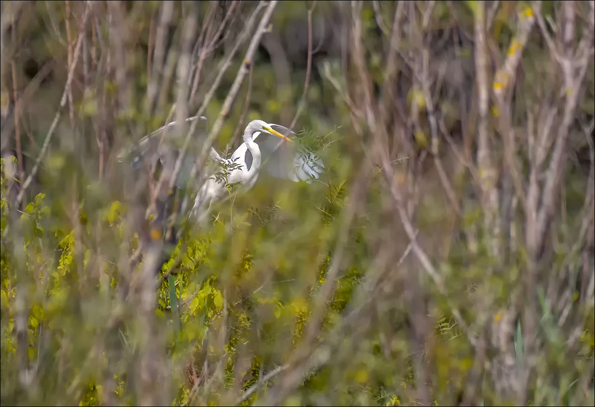 Jolie aigrette dans son environnement