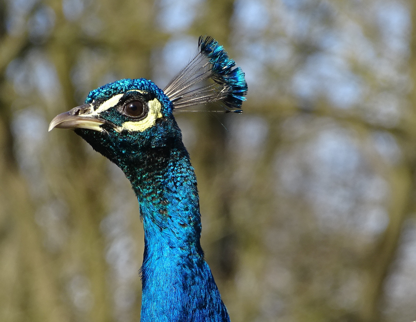 Jolie aigrette