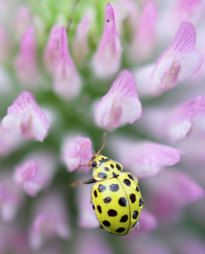 jolie coccinelle