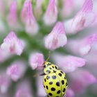 jolie coccinelle