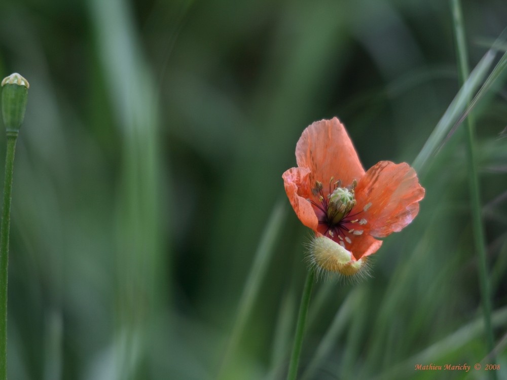 Jolie Coquelicot