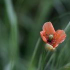 Jolie Coquelicot