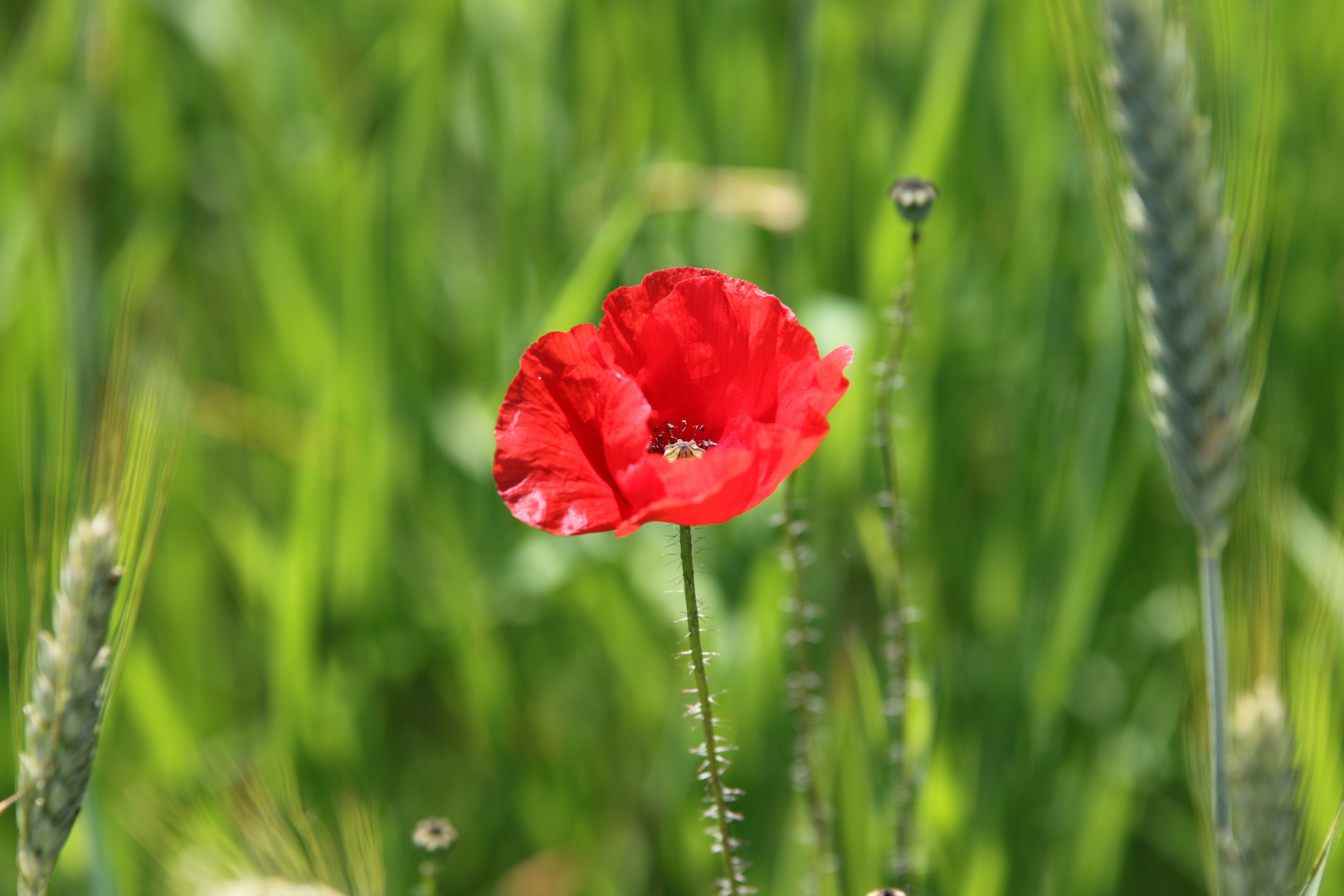 Jolie coquelicot