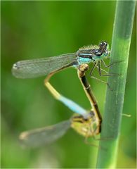 jolie demoiselle