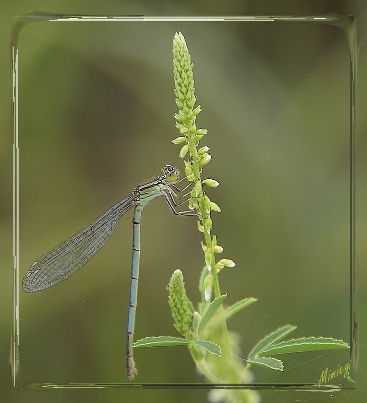 Jolie demoiselle