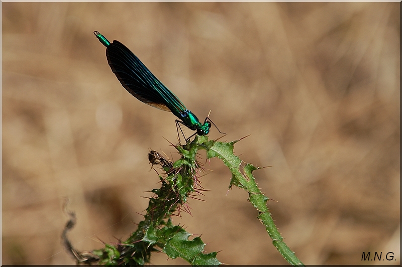 Jolie demoiselle ...