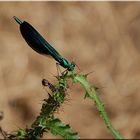 Jolie demoiselle ...