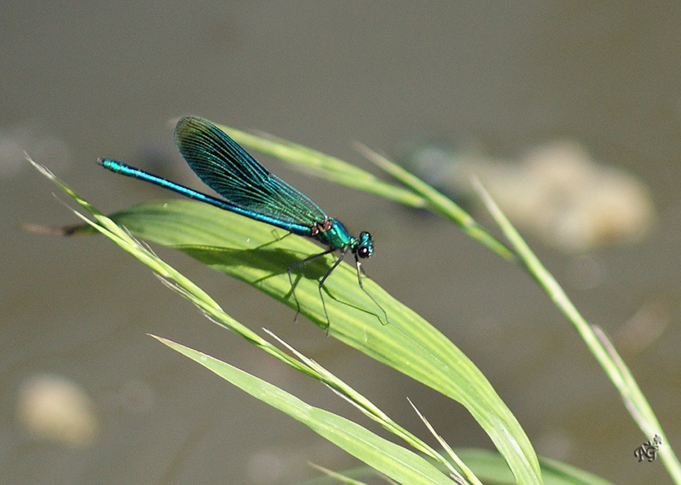 Jolie  demoiselle