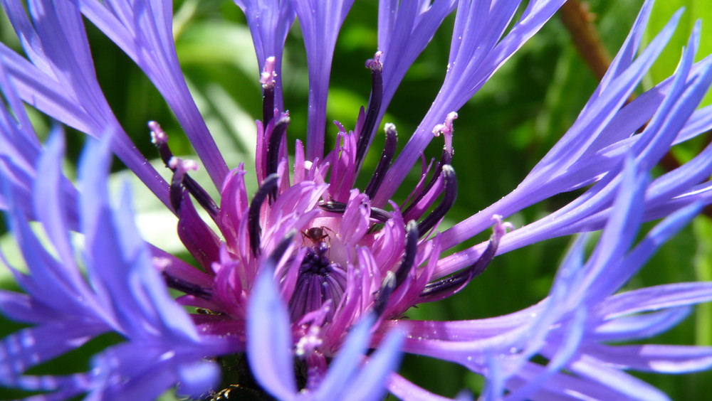 Jolie Fleur Avec Ptite Fourmie