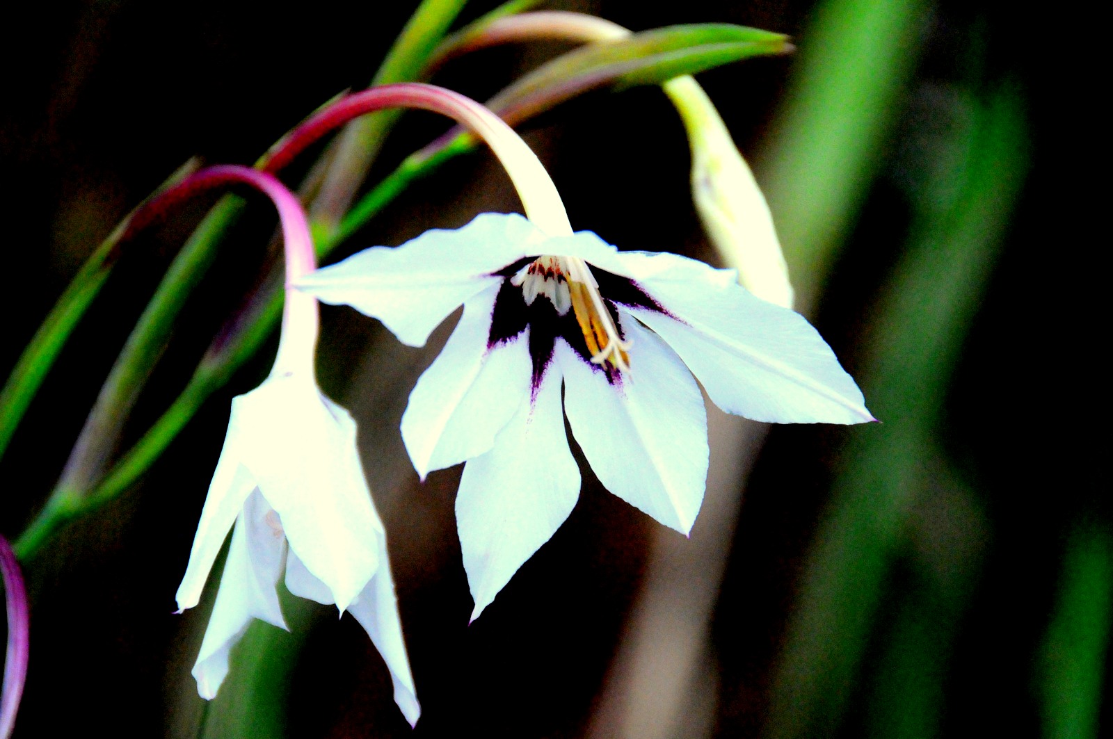 jolie fleur blanche