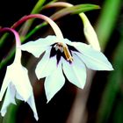 jolie fleur blanche