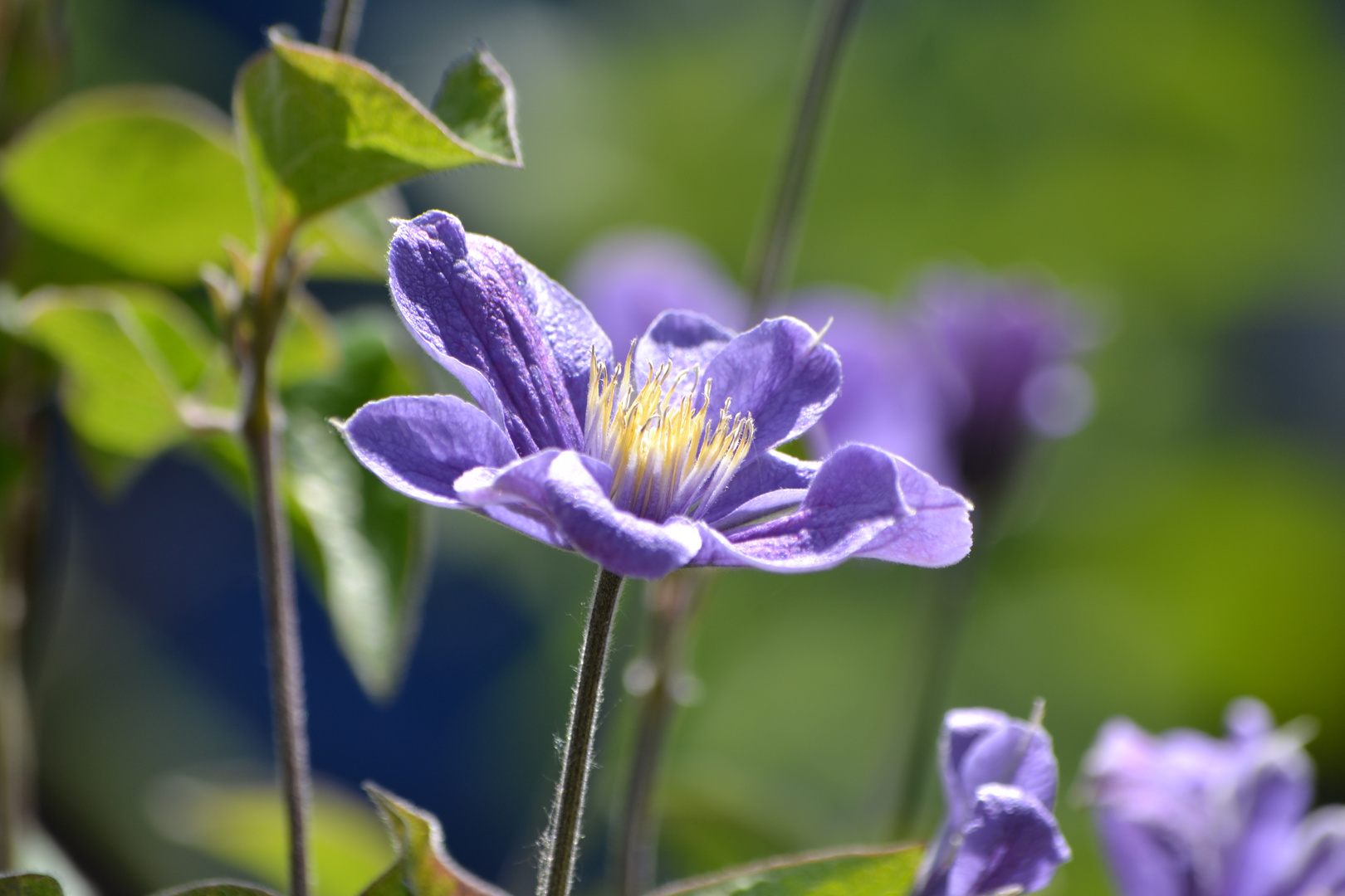 Jolie fleur d' été