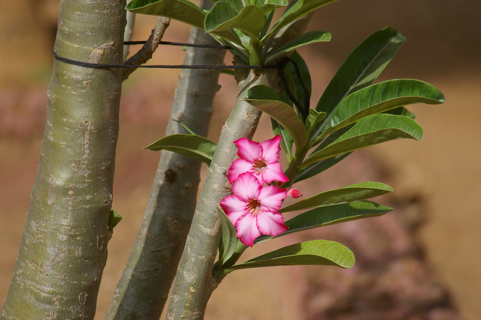 jolie fleur de baobab chacal