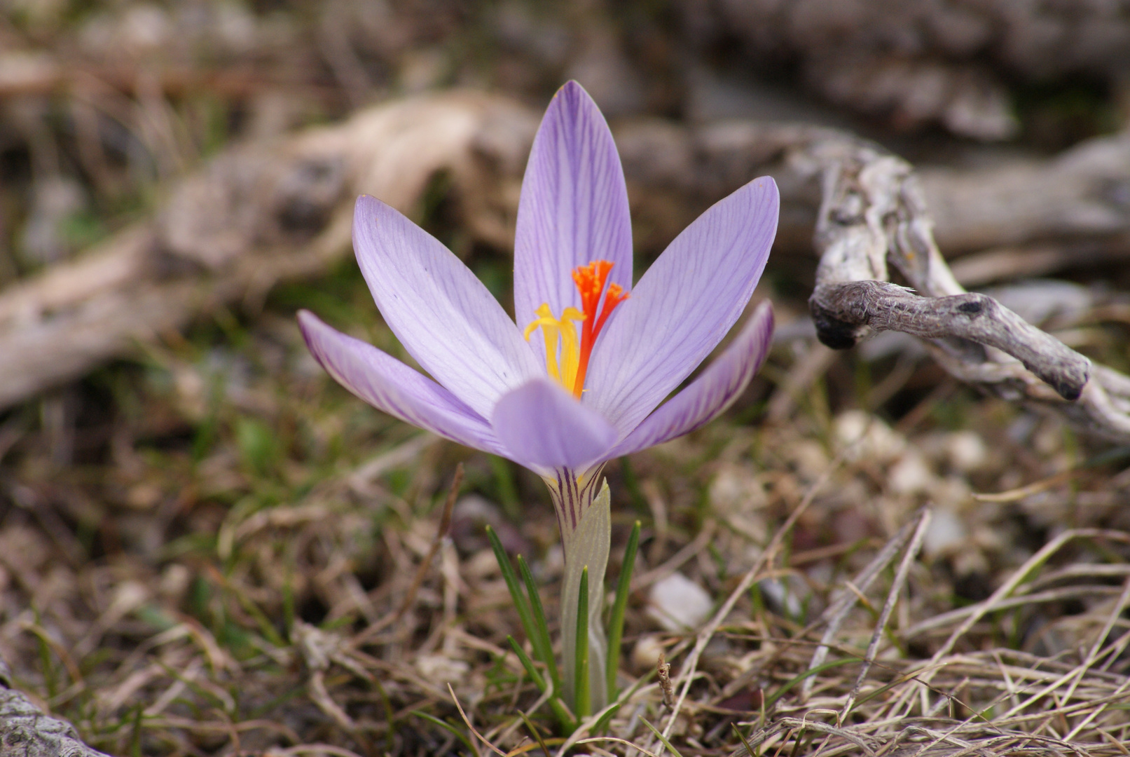 jolie fleur de montagne ..