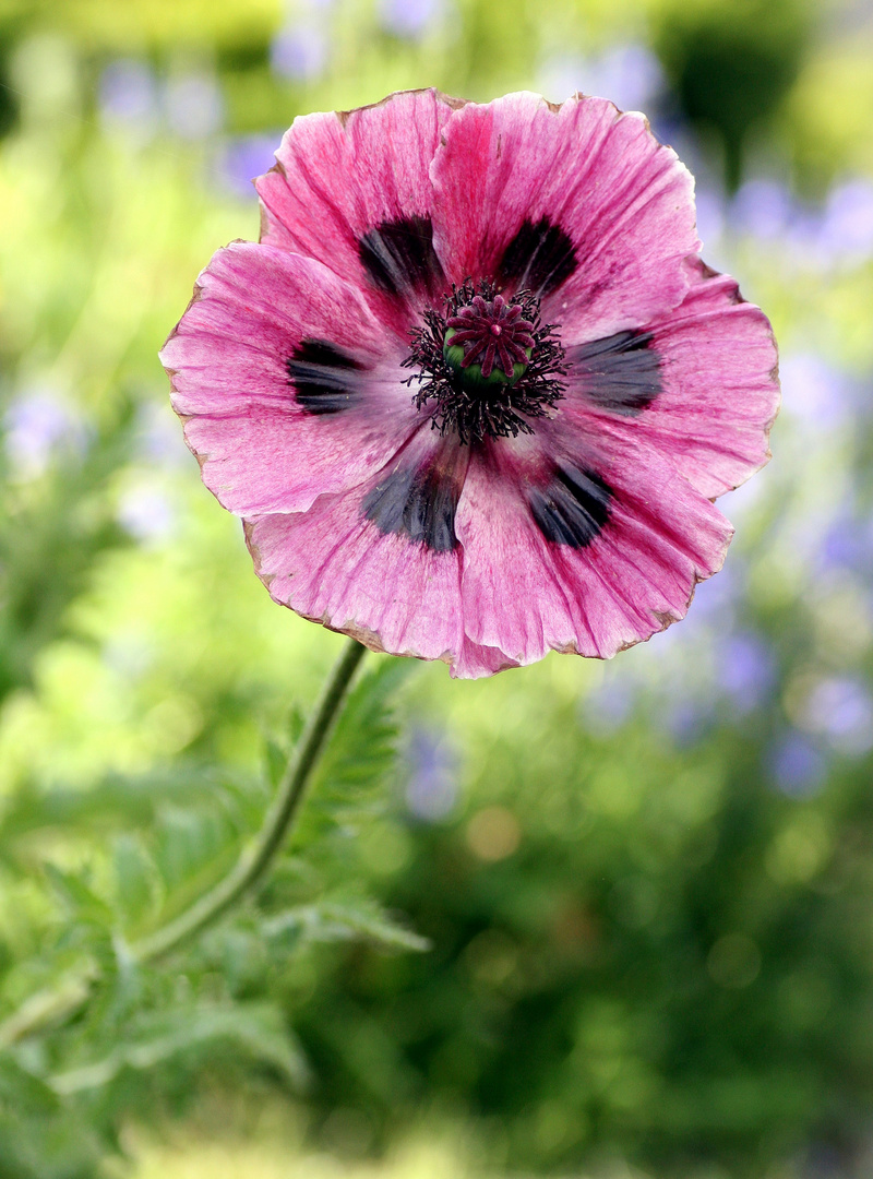 Jolie fleur de pavot de mon jardin...