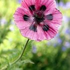 Jolie fleur de pavot de mon jardin...