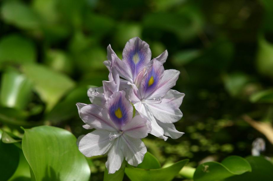 jolie fleurs d eau