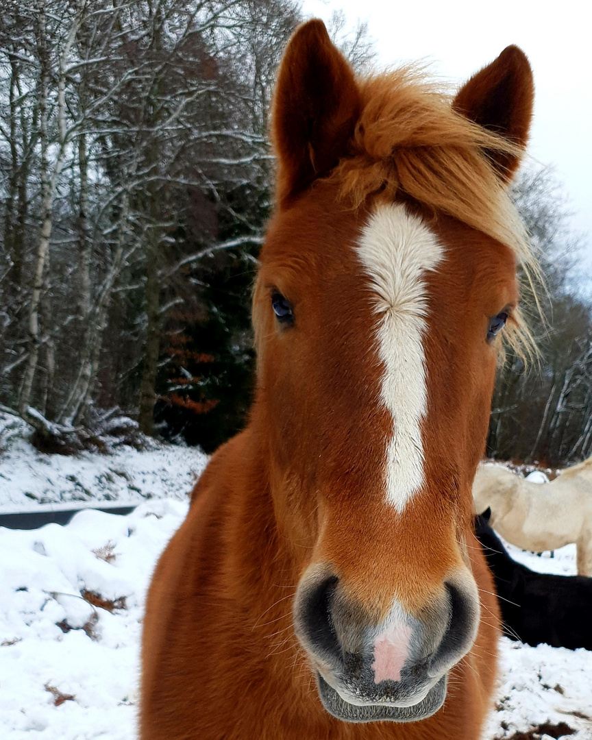 Jolie frimousse 