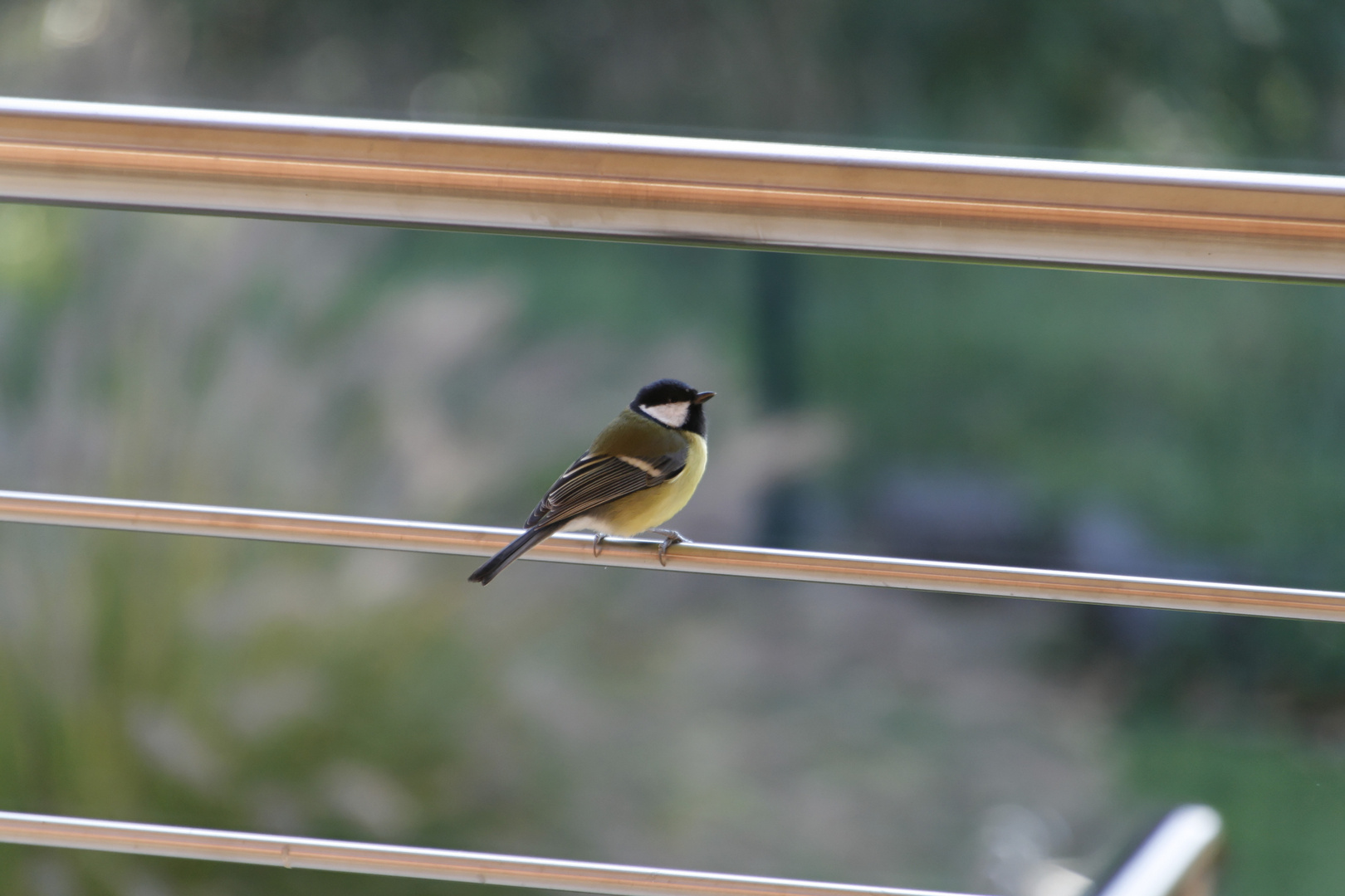 Jolie la mésange..