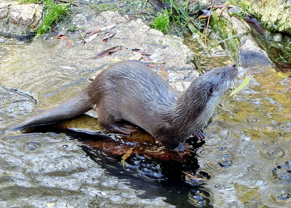 jolie loutre gourmande