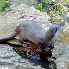 jolie loutre gourmande