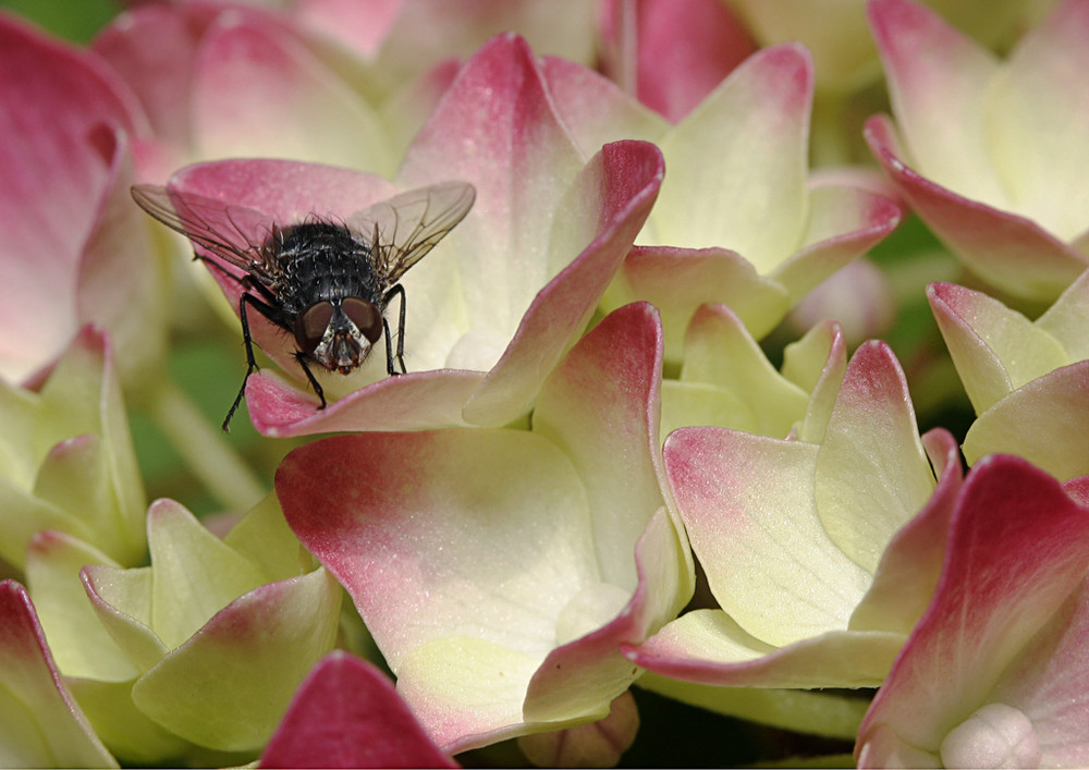 Jolie mouche sur de jolies fleurs