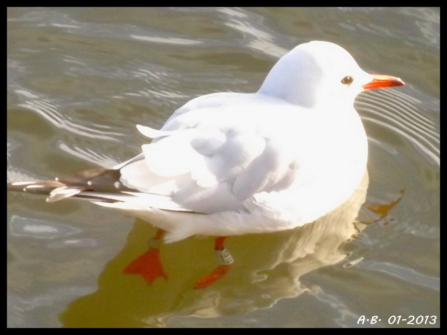 jolie mouette...