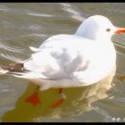 jolie mouette...