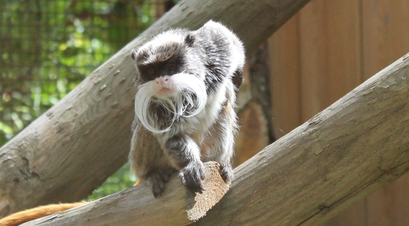 Jolie moustache !