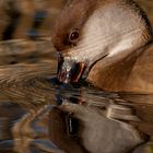 Jolie Nette rousse et son reflet