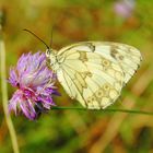 Jolie papillon dans les champs