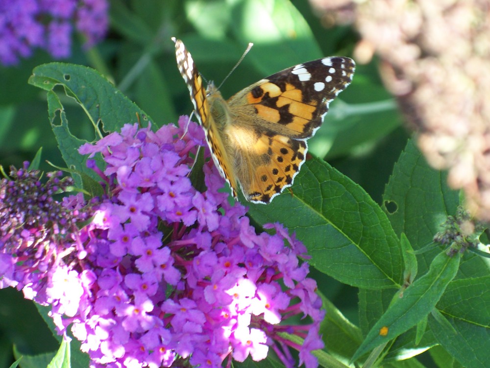 Jolie petit papillon!!!