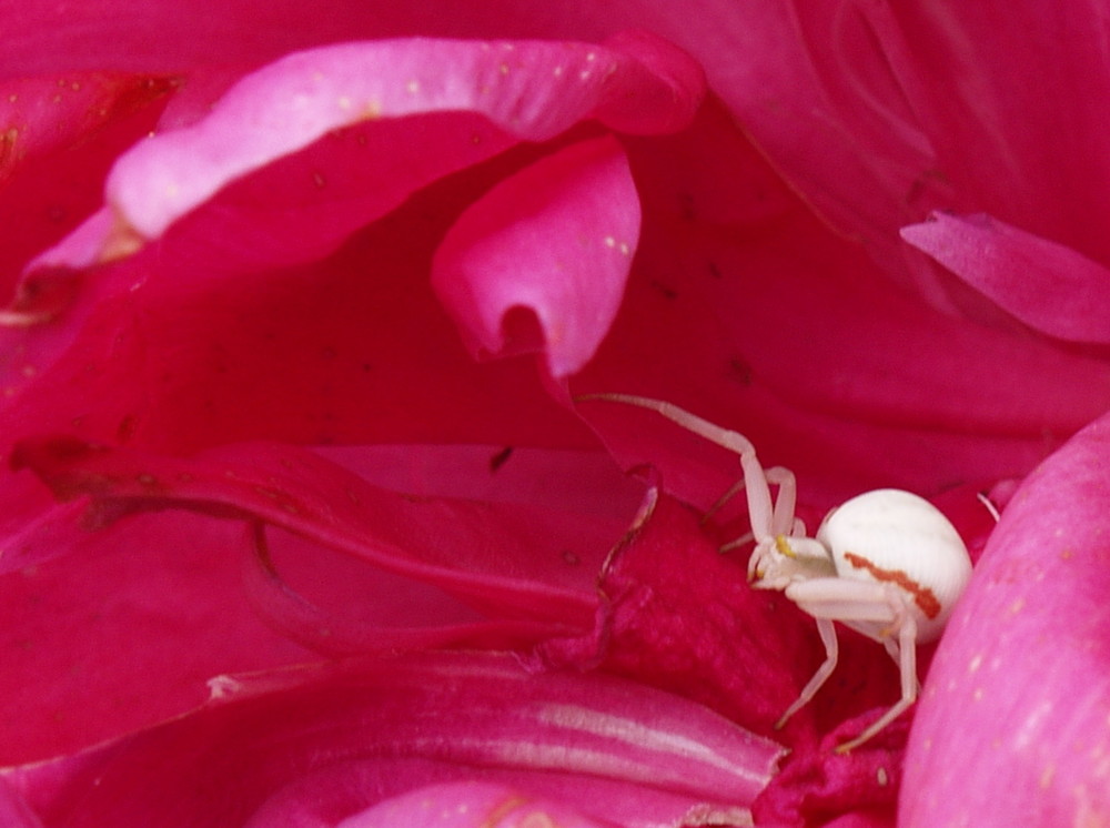 jolie petite araignée