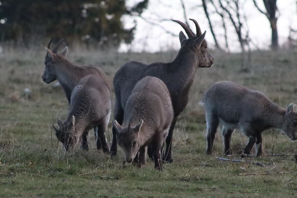 Jolie petite famille de Bouquetin