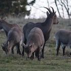 Jolie petite famille de Bouquetin