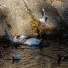 Jolie scene de vie sur la rivière