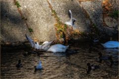 Jolie scene de vie sur la rivière