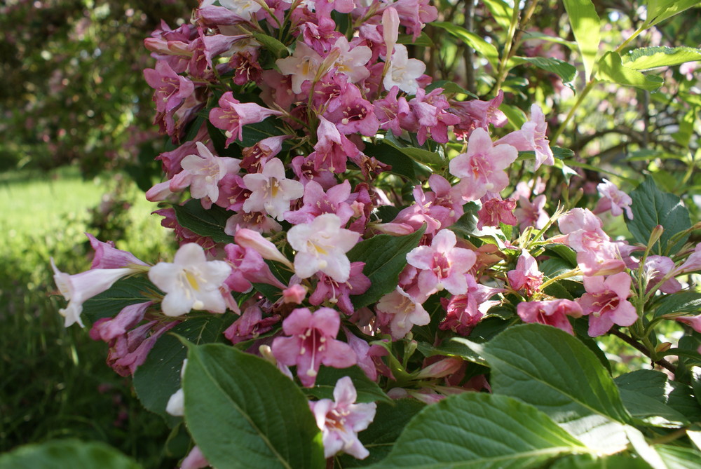 jolies fleurs