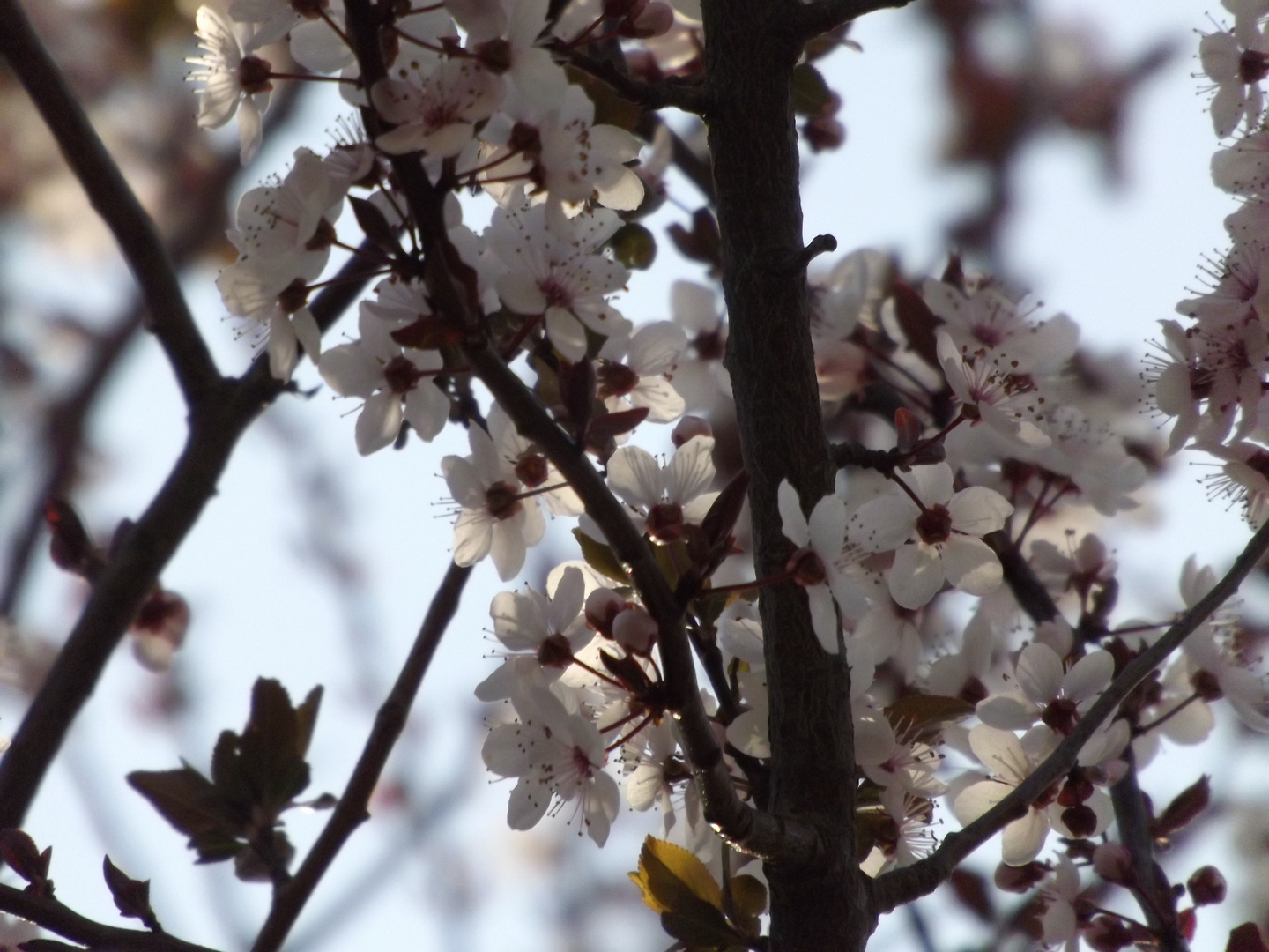 Jolies fleurs.