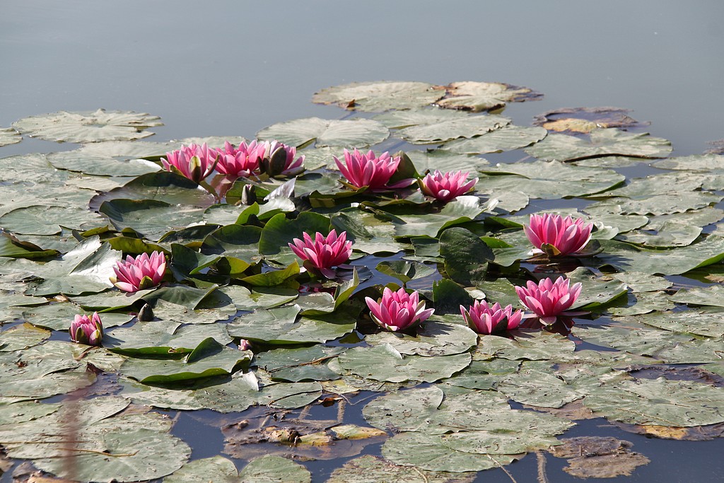 jolies fleurs d'eau