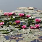 jolies fleurs d'eau