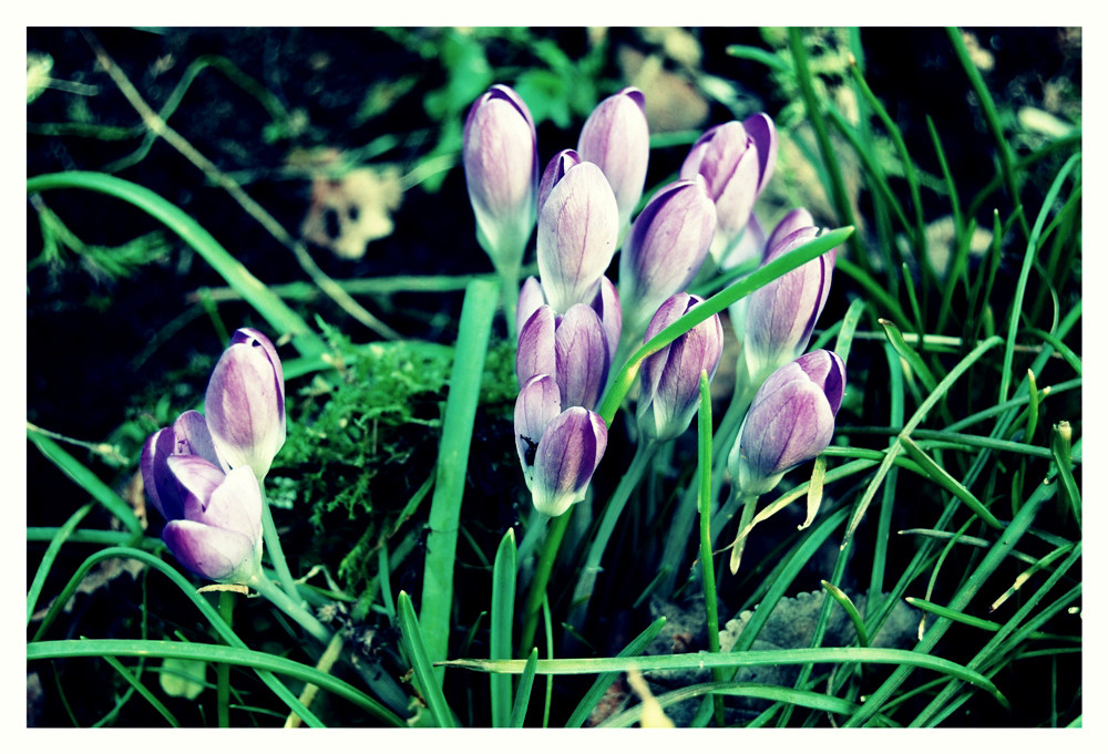 Jolies fleurs du jardin ....