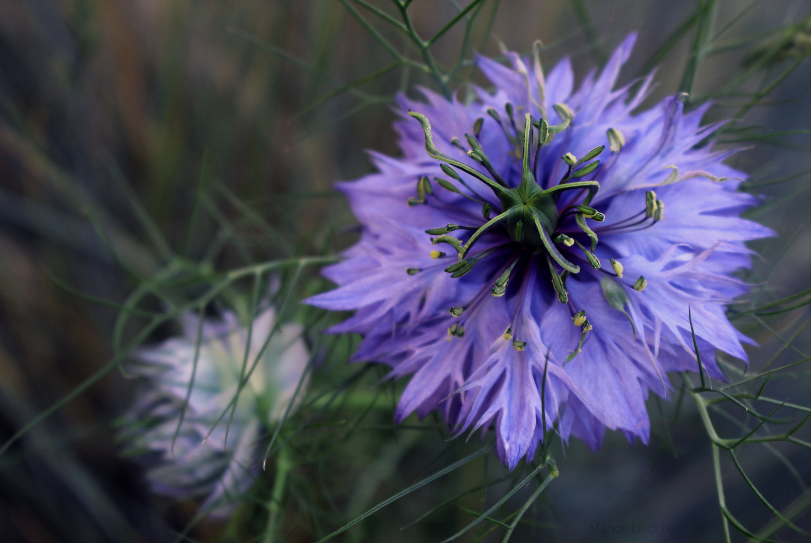 Jolies fleurs