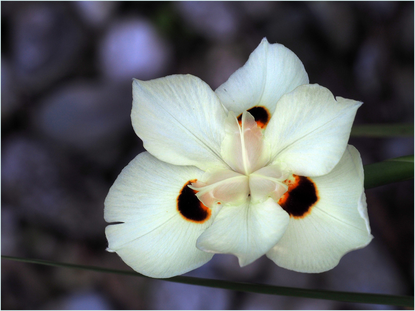 Jolies petites fleurs blanches