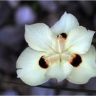 Jolies petites fleurs blanches